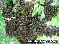 Мероприятия по предотвращению роения пчёл