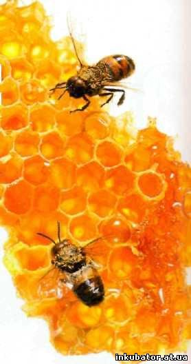 Особенности развития рабочей пчелы