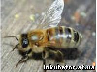  Основные популяции среднерусской пчёлы