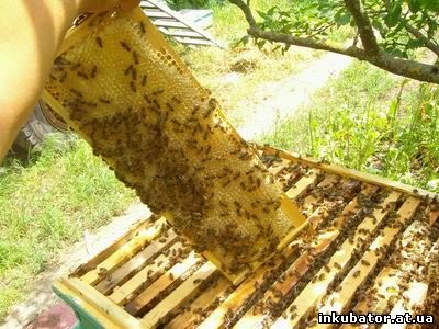 Изготовление стандартного пчелопакета