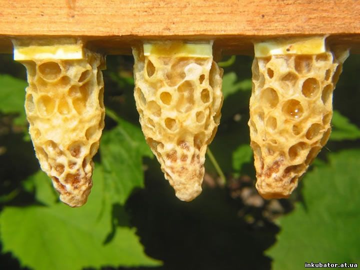 Особенности развития пчелиной матки