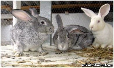 Разведение кроликов 