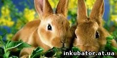 Кормление кроликов